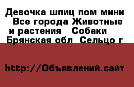 Девочка шпиц пом мини - Все города Животные и растения » Собаки   . Брянская обл.,Сельцо г.